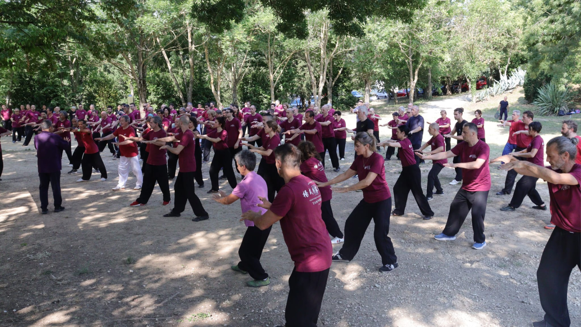 Stage collettivo di Taiji Quan nel parco, pratica di gruppo all'ombra degli alberi
